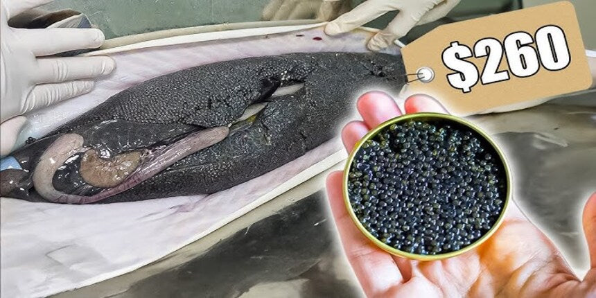 Caviar Cost in the USA